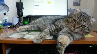 ЗНАКОМЬТЕСЬ! ЭТО СЕМЁН!