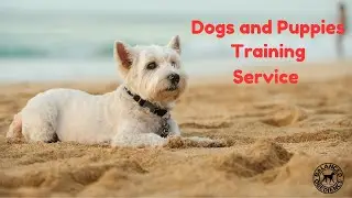 Secrets to Training Service Dogs and Puppies | Balanced Obedience Dog And puppy Training Center