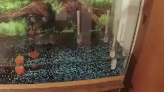 Turtle tank update. Sick turtle.