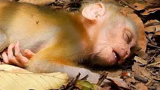 OhGods ! Lucie Too Much Pity I Adorable Baby Monkey.
