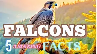 5 Amazing Falcon Facts: Secrets of the Fastest Bird on Earth