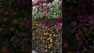 &Scaron;ie ziedi rotā Puķu gotiņu 🌺🏵️💮tuvplāns 👍👍👍👍💚💚💚💚💚☀️☀️☀️☀️☀️☀️👍👍👍👍👍👍