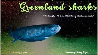 Green Land Sharks