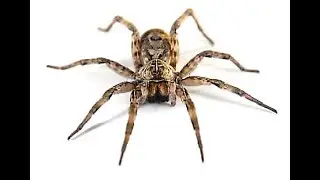 Spider Control | How Much Does Spider Extermination Cost?