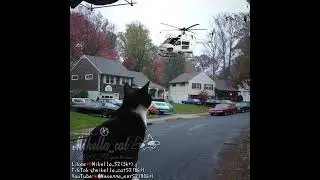 Михалыч отдай вертолёт #cat #animation