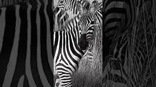 Wild Animals of Africa.  #shorts #reels  @ronydphotos