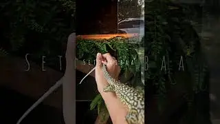 how to train your mini dragon #reptiles #lizard #animals #pets #trainingday #tamed #quincemonitor