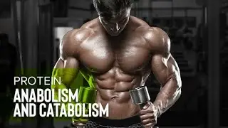 Anabolic and Catabolic | Muscle loss | Muscle gain