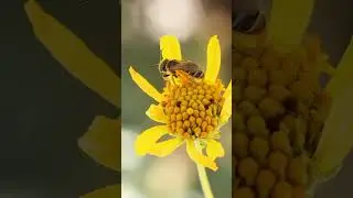 Sweat bee on brittle bush flower #sweatbee #macrovideo #bee #nature #insects