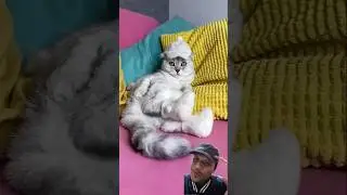 cat wearing boots and hat ‼️ Sonyakisa8