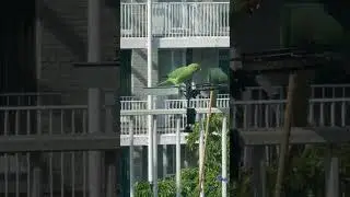 Green invasion