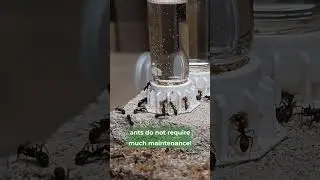 Why You Should KEEP ANTS As PETS! 🐜😍