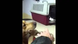 India and Minnie the cat 1   Spanish stray Dogs
