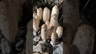 Дивовижні гості осіннього лісу #nature #magic #mushroom #travelvlog #forest #travel