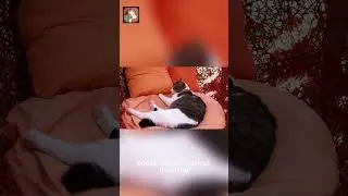 Hidden Signs Your Cat Loves You