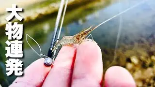 ジグヘッドに活きエビ付けると最強だった…