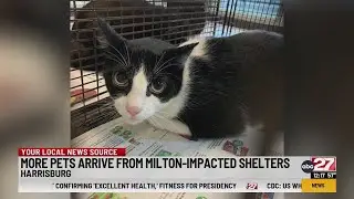 Harrisburg animal shelter taking in more pets from hurricane-impacted regions