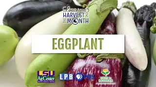 Eggplant | August | Louisiana Harvest of the Month