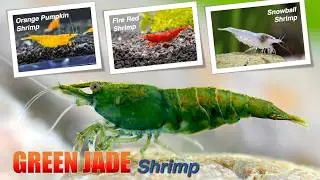 Camera Giấu Kín: Mua Tép Cảnh Tại TÉP CẢNH H&H Tân Phú | Bắt Gặp Tép Hiếm Green Jade!