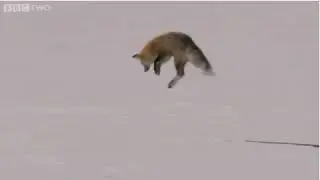 Fox jumping
