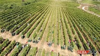 Alba24 Video: Culesul strugurilor pe Valea Târnavelor