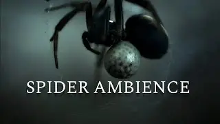 Arachnophobia Spider Ambience | Crickets & Insect Sounds 