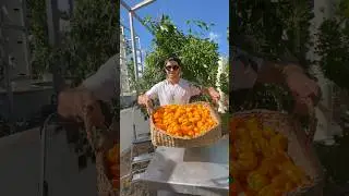 Maximizing yields in small spaces with vertical farming on aeroponic towers #farming #aeroponics