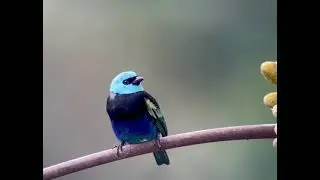 Birding Adventures in Ecuador | Nature & Wildlife Photography 🌿📸