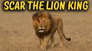 Scarface the Real Scar Lion King