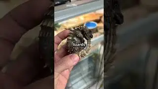 Meet the Armadillo Lizard &ndash; the real-life dragon that rolls into a ball! #short
