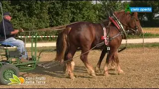 Puntata del 8/8/21 – 4° parte – TPR trattori a 4 zampe