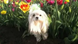 Yuppy Puppy in the Tulip Fields
