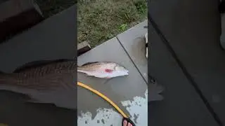 RED DRUM for Dinner!!