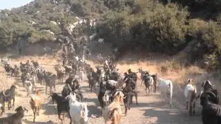 Κτηνοτρόφοι Περιστεράς | Η Κτηνοτροφία στο χωριό μας