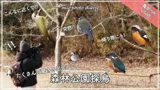 #42【森林公園探鳥】突然！こんなに近くで⁈帰り際にも⁈たくさんの驚きの出会いに癒された野鳥撮影Vlog♪｜ルリビタキ｜アオゲラ｜ジョウビタキetc…