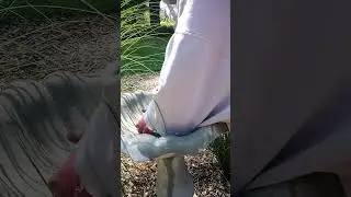 Cleaning my bird bath and update on the solar fountain