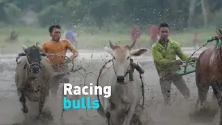 Racing bulls in Indonesia