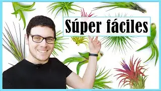 8 Tillandsias para Principiantes