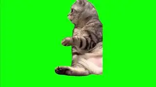 Looking Around Cat | Green Screen Meme | No Copyright | Free Download