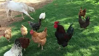 Free range organic country chicken