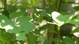leaf cutter bee - Megachilidae