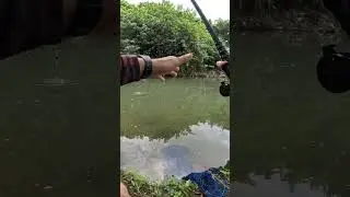 strike #fishing #carps #mancing
