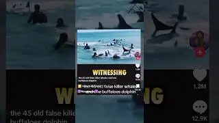 Screaming whales trying to escape something in the water. #ninjasarebutterflies #podcast