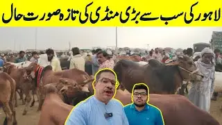 Latest Cow Mandi Vlog 2025 | Shahpur Kanjran Mandi Lahore | Lahore Mandi Updates