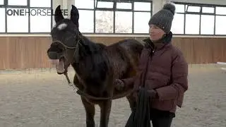 Mini HUGE Course:  Conscious Relaxation. A Revolution in Horsemanship.