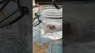 Cleaning beach shells!