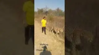 Walking With Cheetah