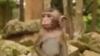 Red ant bit BB monkey on his privates, ouch!