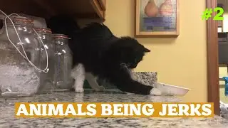 ANIMALS BEING JERKS #2
