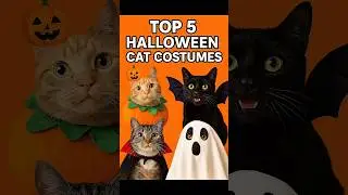 Top 5 Halloween Cat Costumes That&rsquo;ll Melt Your Heart 😹🎃